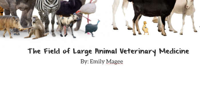 The Field of Large Animal Veterinary Medicine by Emily Magee on Prezi