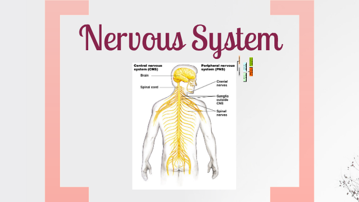 Nervous System by Jaya Kumar