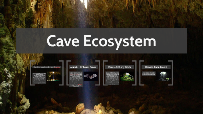 Cave Ecosystem by Anthony White on Prezi