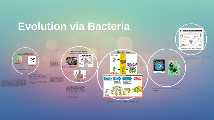 Bacteria Evolution Graph Evolution via Bacteria by Francis Garcia on Prezi