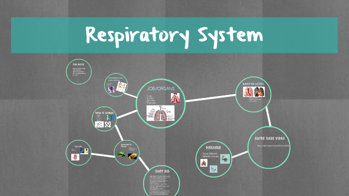 Respiratory System by Joseph Esparza