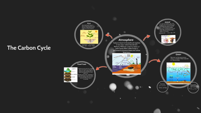 The Carbon Cycle by Kimburley lopez on Prezi