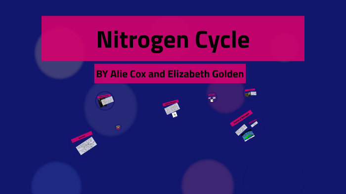 Nitrogen Cycle by Elizabeth G on Prezi