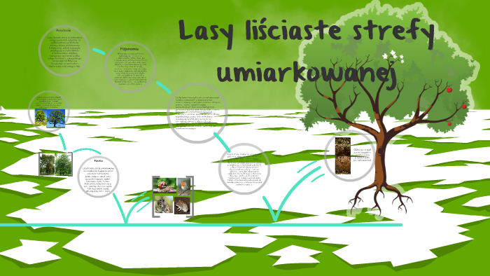 lasy-li-ciaste-strefy-umiarkowanej-by-on-prezi