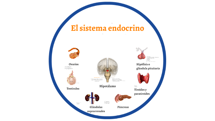 Sistema Endocrino by Raquel Blanco on Prezi