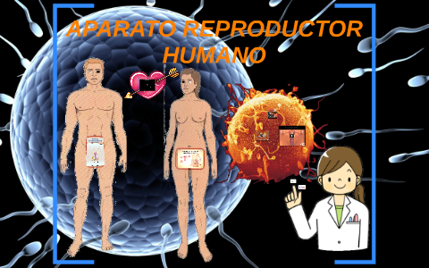 APARATO REPRODUCTOR HUMANO by Bryan Ismael