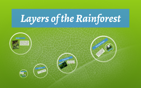 Layers of the Rainforest by Cheston Wu on Prezi