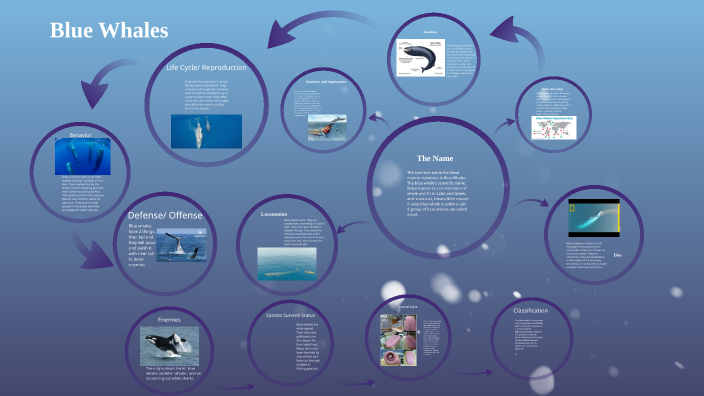 marine animal research project