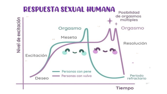Respuesta Sexual Humana By Dulce Espinosa On Prezi 4546