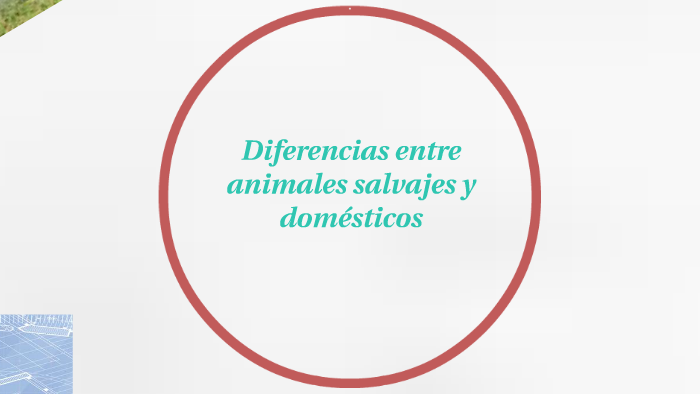 Diferencias entre animales salvajes y domésticos by luis pedraza