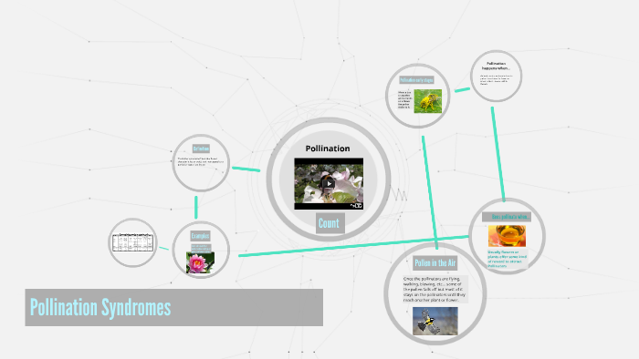 Pollination Sydromes by andrew van ryn on Prezi