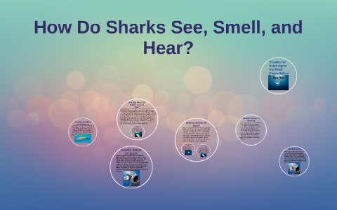 How Do Sharks See, Smell, and Hear? by Sarah Nasevski on Prezi