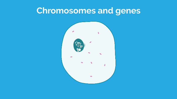 Chromosomes and genes by H Winter on Prezi