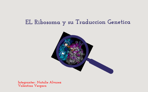 El Ribosoma Y La Traduccion Genetica By Valentina Vergara Saenz