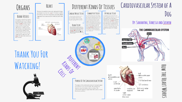 Cardiovascular System of a Dog by Amelia Hyunh