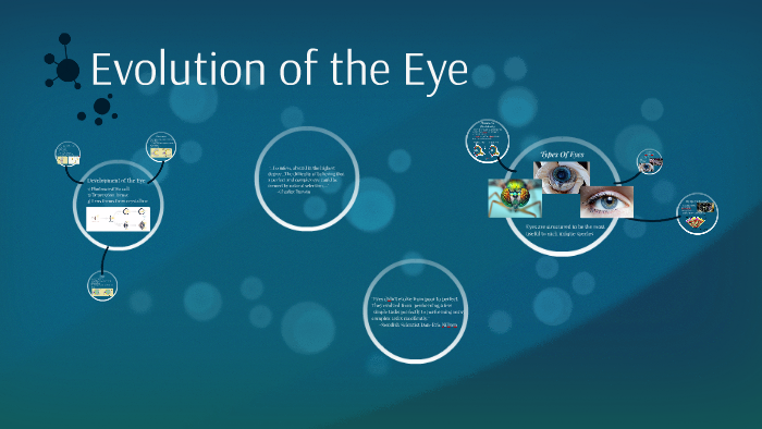 Evolution Of The Eye By Laura