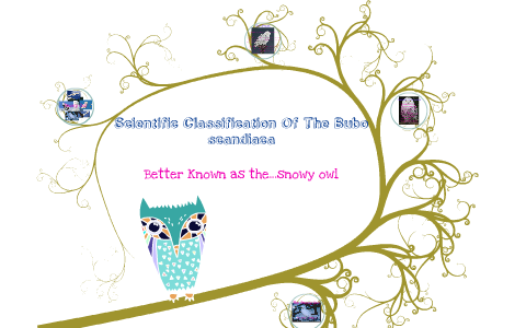 CLASSIFICATION OF SNOWY OWL intelligence overview