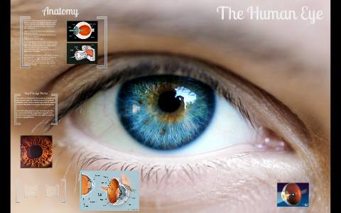 Human Eye by Elenor Lopez on Prezi