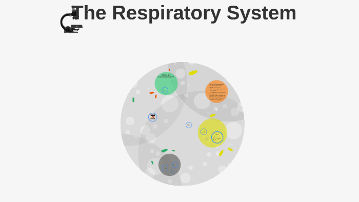 The Respiratory System by Ryan B on Prezi