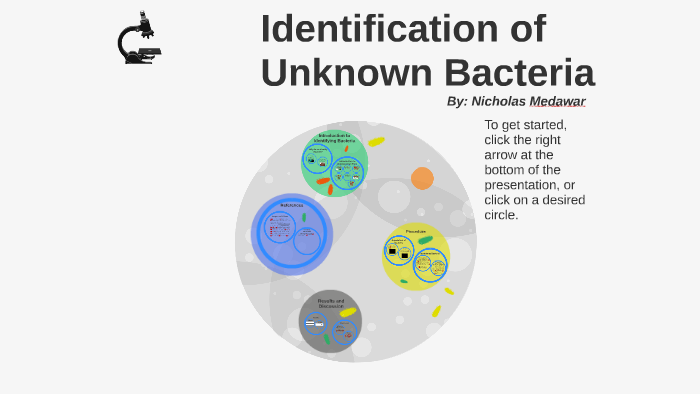 Identification Of Unknown Bacteria By Nicholas Medawar On Prezi 2797