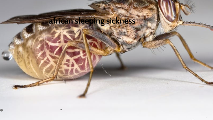 african sleeping sickness by Miquemillz Yt on Prezi