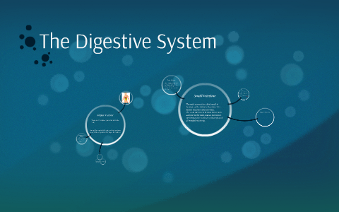 The Digestive System by Alexis Hubbard on Prezi