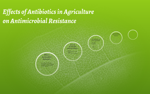 Effects of Antibiotics in Agriculture by Katie Swiontek on Prezi