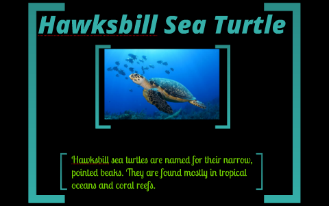 Hawksbill Sea Turtle by Kailani H on Prezi