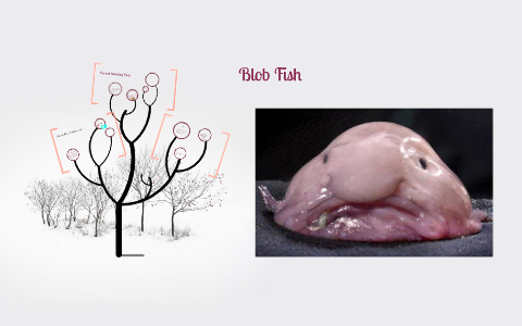 Why are Blob Fish endangered? by E I