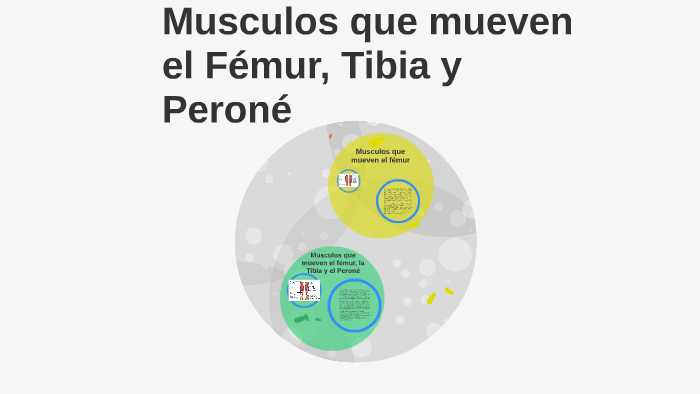 fémur tibia peroné