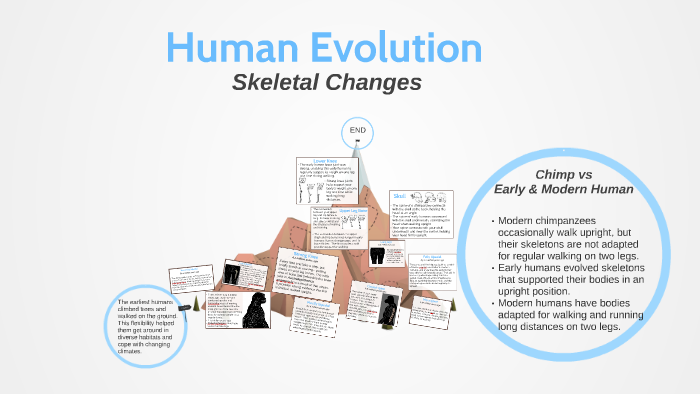 Human Evolution by Nica Cordova on Prezi