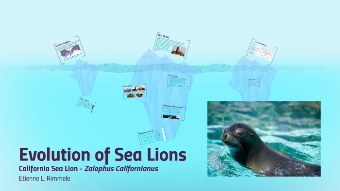 Evolution of Sea Lions by Etienne Rimmele on Prezi