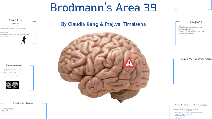 memorize brodmann areas medical school anki