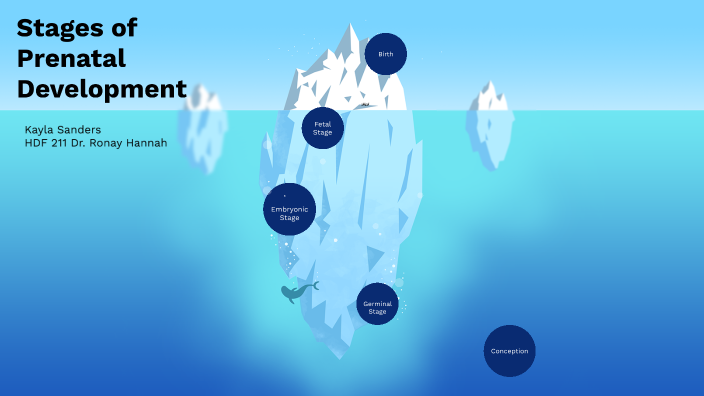 Stages of Prenatal Development by Kayla Sanders on Prezi