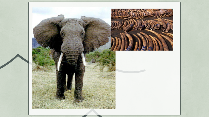 How does poaching elephants effect the environment by Brandon O on Prezi