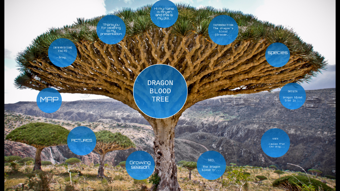 Dragon S Blood Tree By Aryan Sanghera On Prezi Next