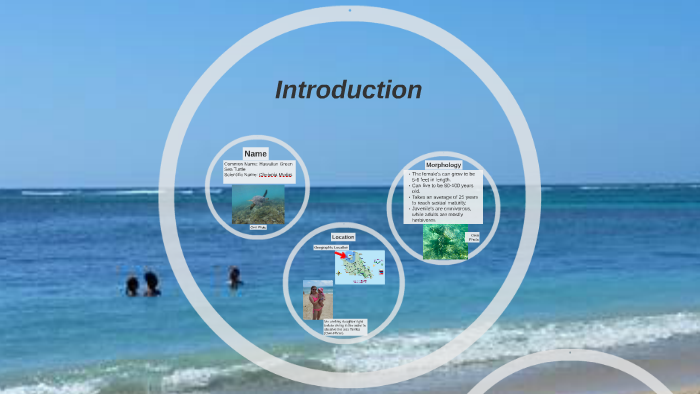 Hawaiian Green Sea Turtle by stephanie walker on Prezi