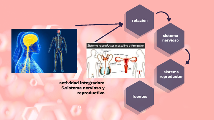 sistema nervioso y reproductivo by Zeus apolo Elizalde gonzalez on Prezi