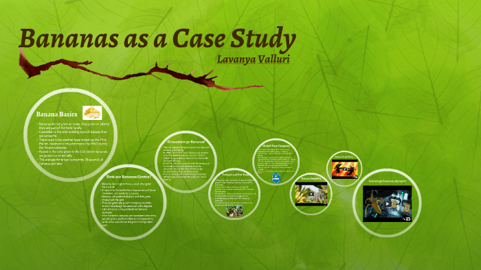 Bananas As A Case Study By Lavanya Valluri On Prezi