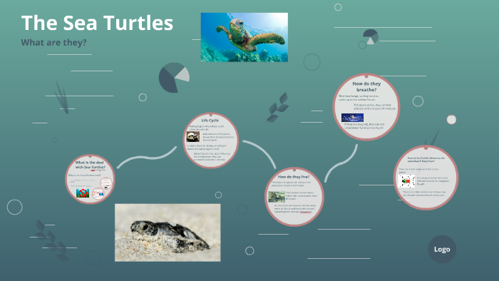 The Sea Turtles by brandon byrne on Prezi
