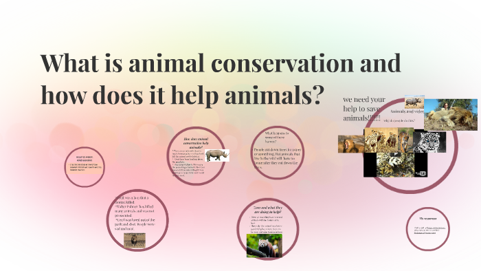 what-is-animal-conservation-and-how-does-it-help-animals-by-lanaya-roohr