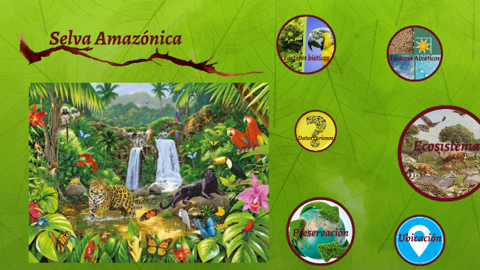 Selva Amazónica by Alec Hernández on Prezi
