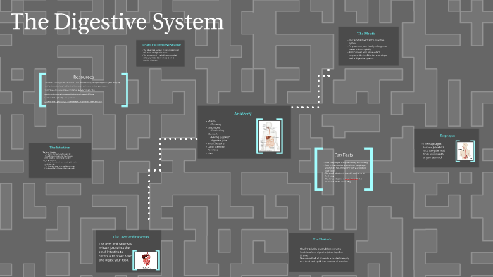 The Digestive System by e m on Prezi