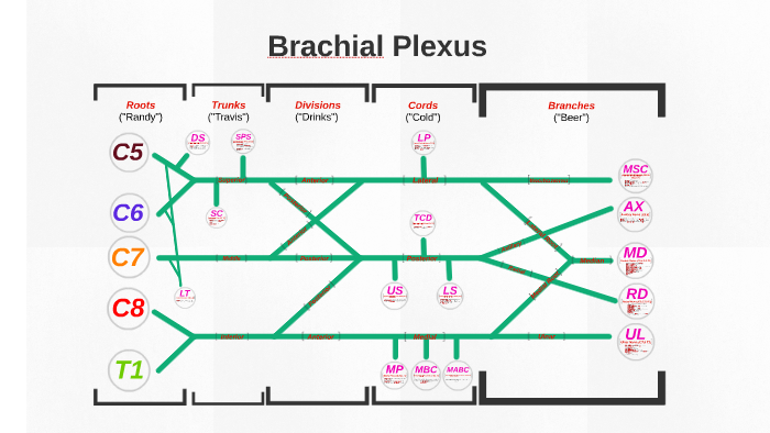 Brachial Plexus by Katie Hocker on Prezi