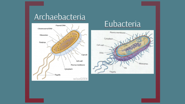 images of eubacteria