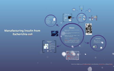 Manufacturing Insulin from Escherichia coli. by Shubhangi Sethi on Prezi