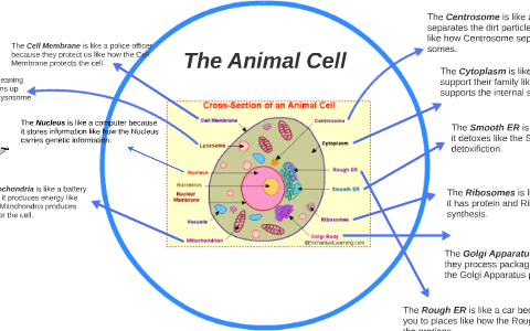 The Animal Cell by Arianna Valadez on Prezi
