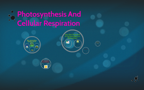 Why Is Photosynthesis Important To Human Beings? By Shelby-rae Kubashek 