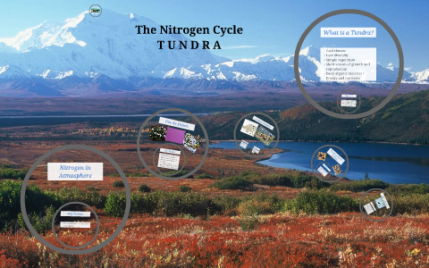 The Nitrogen Cycle by Josie Nevins on Prezi