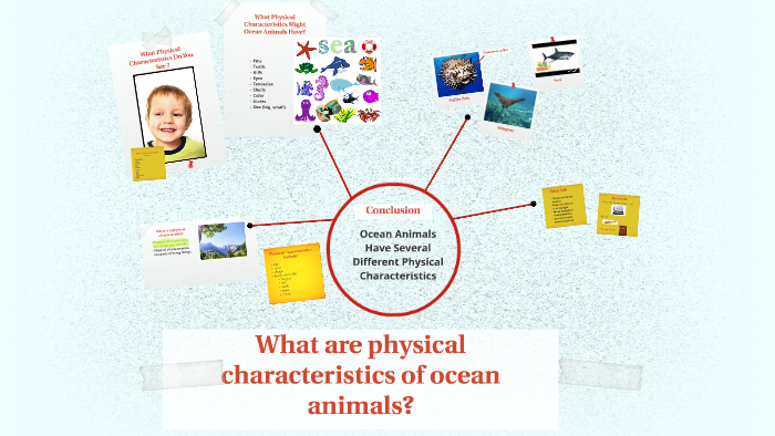 what-are-physical-characteristics-of-ocean-animals-by-jodi-king